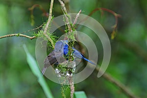 Hypothymis azurea Ã©Â»âÃ¦Å¾â¢Ã¨âÂÃ©Â¶Â²